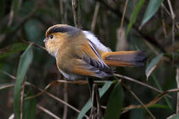 Image of Fulvous Parrotbill