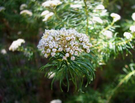 Imagem de Ozothamnus rogersianus (J. H. Willis) A. A. Anderberg