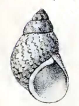 Image de Phasianella solida (Born 1778)