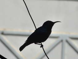 Image of Purple Sunbird