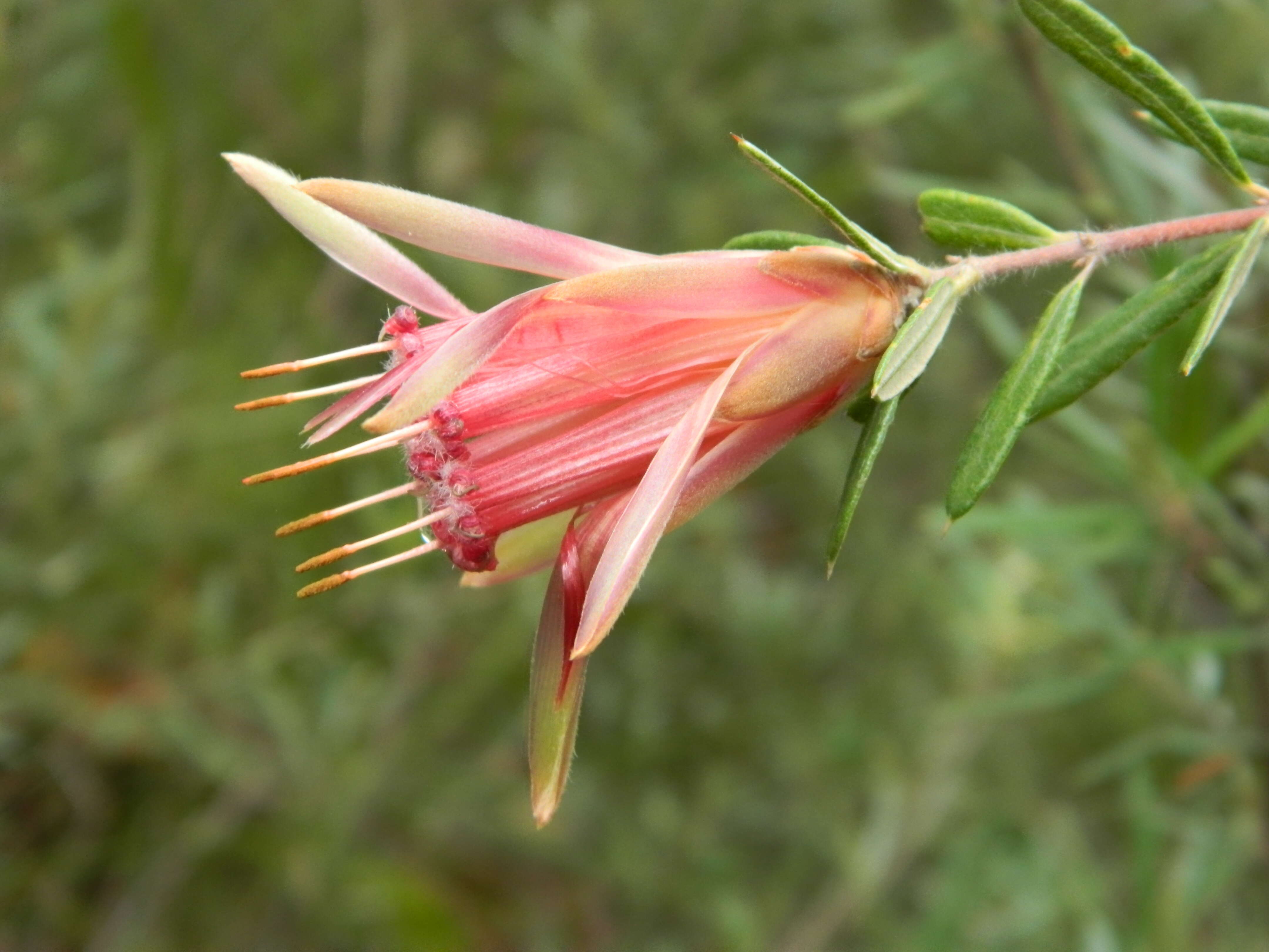 Image of Lambertia formosa Sm.