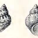 Image of Phasianella nivosa Reeve 1862