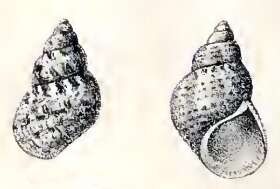 Image of Phasianella nivosa Reeve 1862