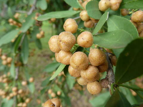 Слика од Gymnosporia buxifolia (L.) Szyszyl.