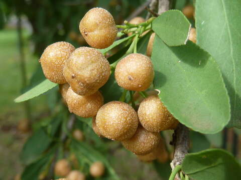 Слика од Gymnosporia buxifolia (L.) Szyszyl.