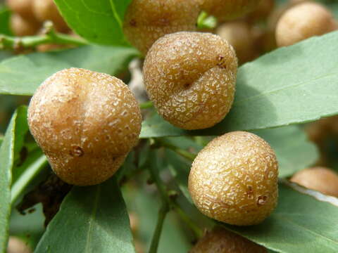 Слика од Gymnosporia buxifolia (L.) Szyszyl.