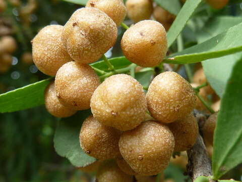 Слика од Gymnosporia buxifolia (L.) Szyszyl.