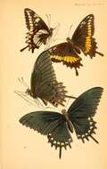 Image of Papilio erostratus Westwood 1847