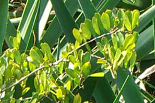 Image of Bay-leaved caper