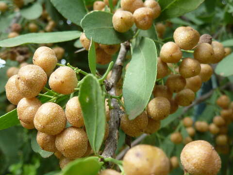 Слика од Gymnosporia buxifolia (L.) Szyszyl.