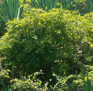 Image of Bay-leaved caper