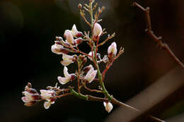 Image of Florida fishpoison tree