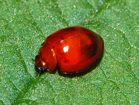 Image of Pine Lady Beetle