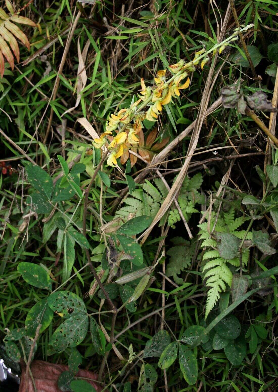 Image of smooth rattlebox