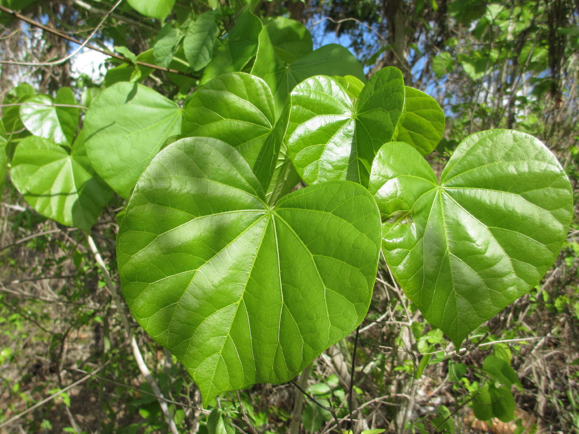 Image of Hildegardia migeodii (Exell) Kosterm.