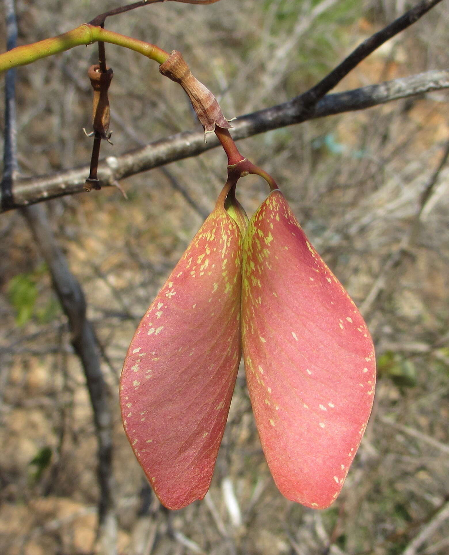 Image of Hildegardia migeodii (Exell) Kosterm.