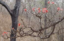 Plancia ëd Erythrina haerdii Verdc.