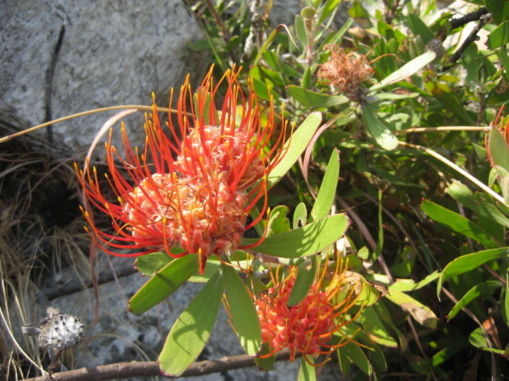 Image of Chimanimani pincushion