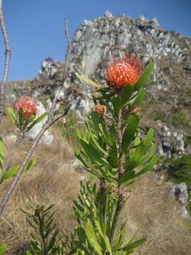 Image of Chimanimani pincushion