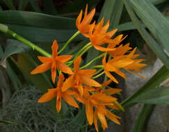 Image of Guarianthe aurantiaca (Bateman ex Lindl.) Dressler & W. E. Higgins