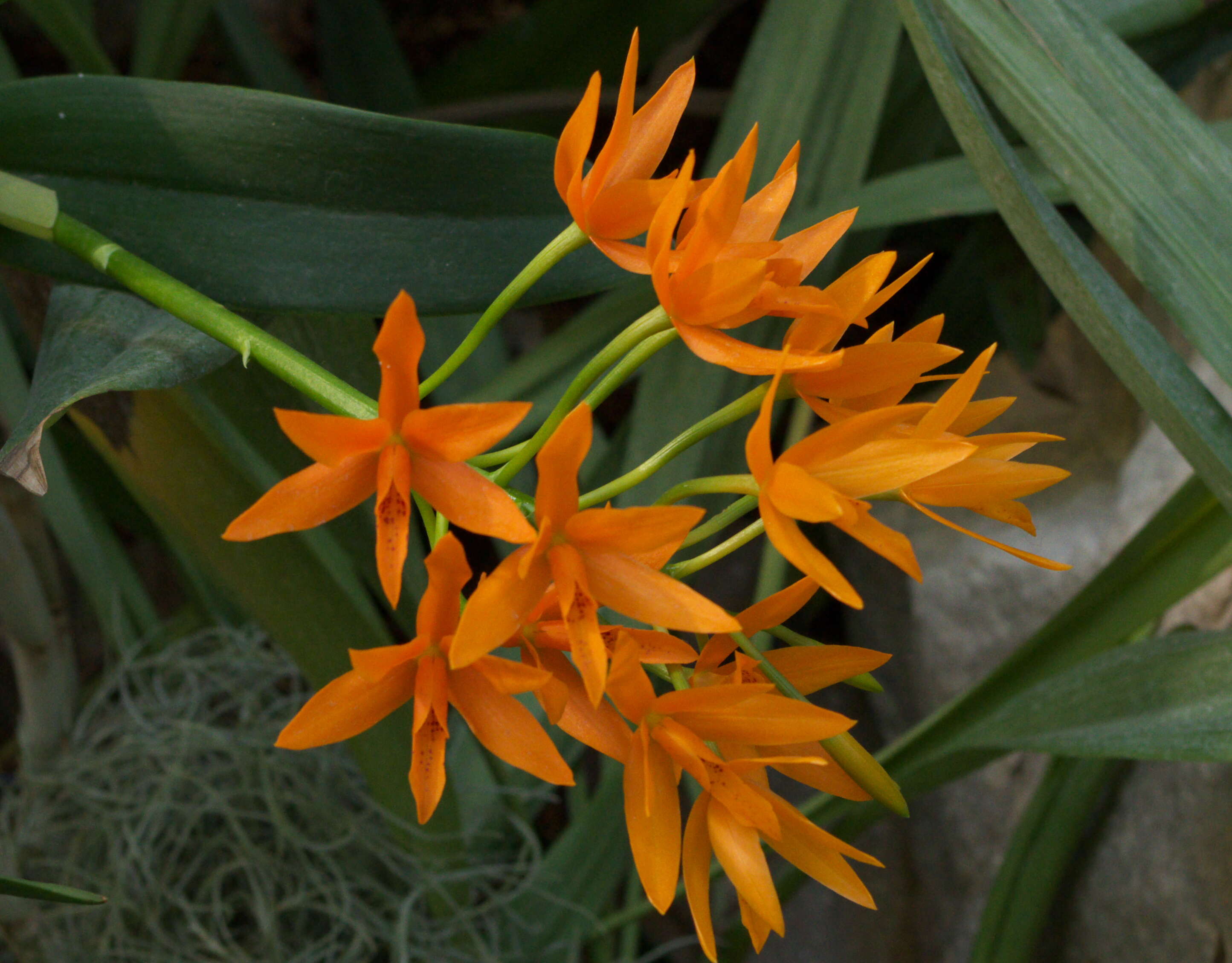 Image of Guarianthe aurantiaca (Bateman ex Lindl.) Dressler & W. E. Higgins