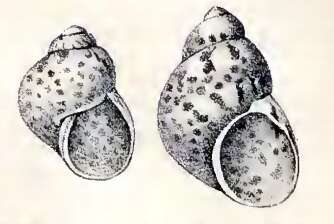 Image de Tricolia petiti (Craven 1882)