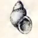 صورة Tricolia rosea (Angas 1867)