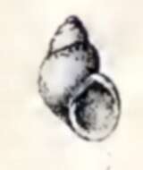 Image of Tricolia rosea (Angas 1867)