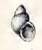 Image of Tricolia rosea (Angas 1867)