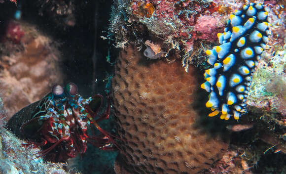 Image of Lumpy black bluegrey orange slug