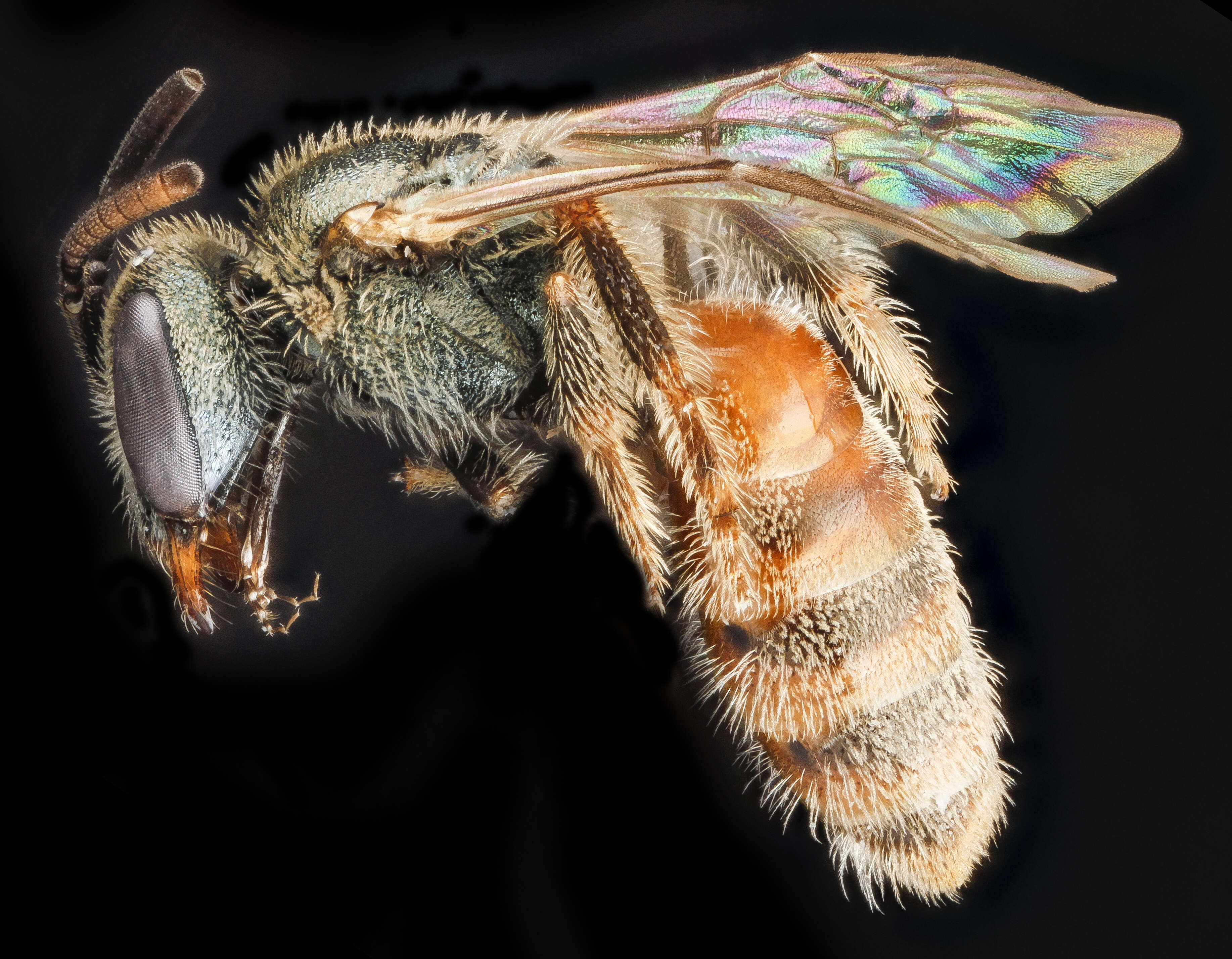 Plancia ëd Lasioglossum nymphale (Smith 1853)