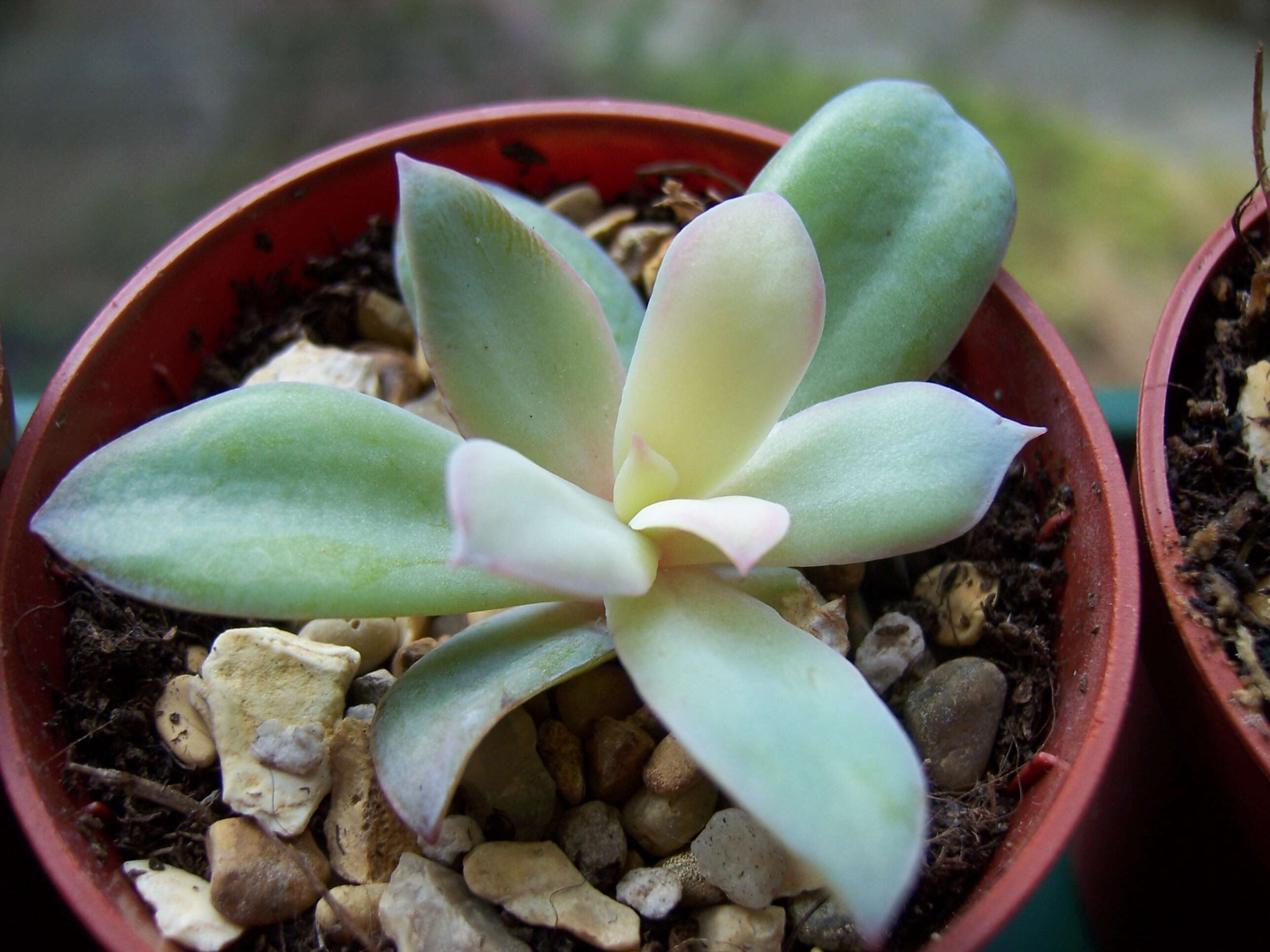 Plancia ëd Echeveria gibbiflora DC.