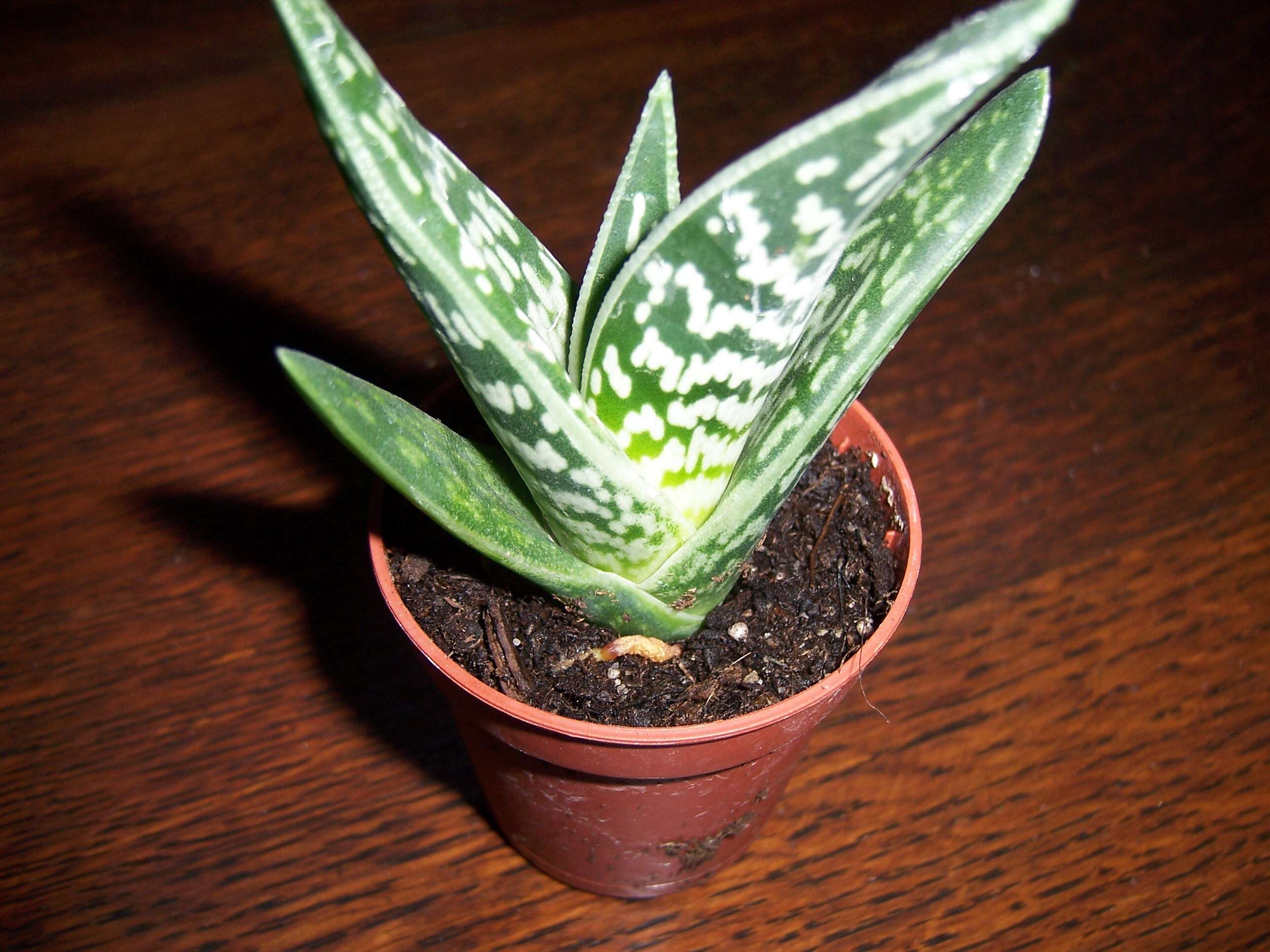 Sivun Gonialoe variegata (L.) Boatwr. & J. C. Manning kuva