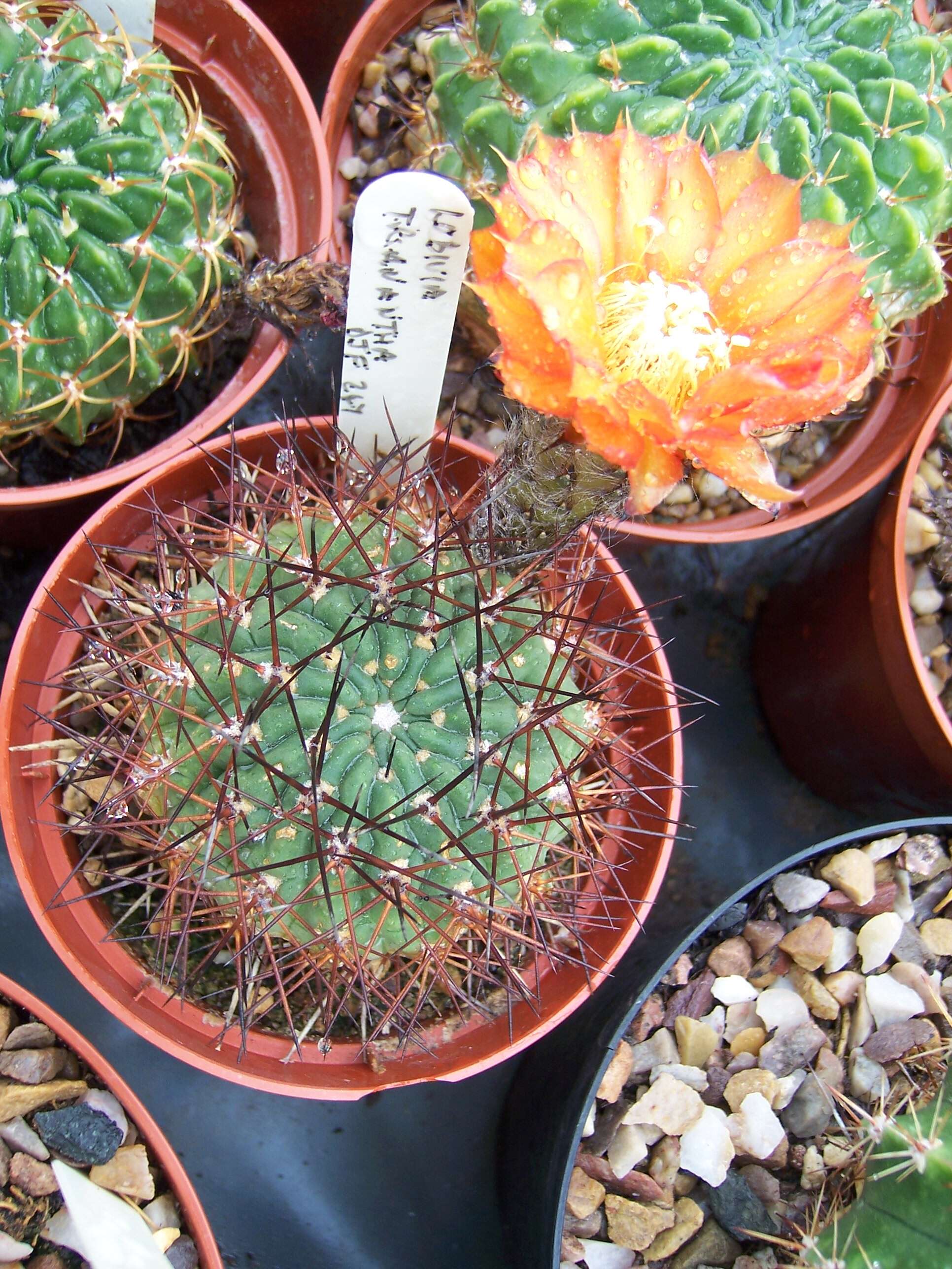 Image de Echinopsis thionantha (Speg.) Werderm.