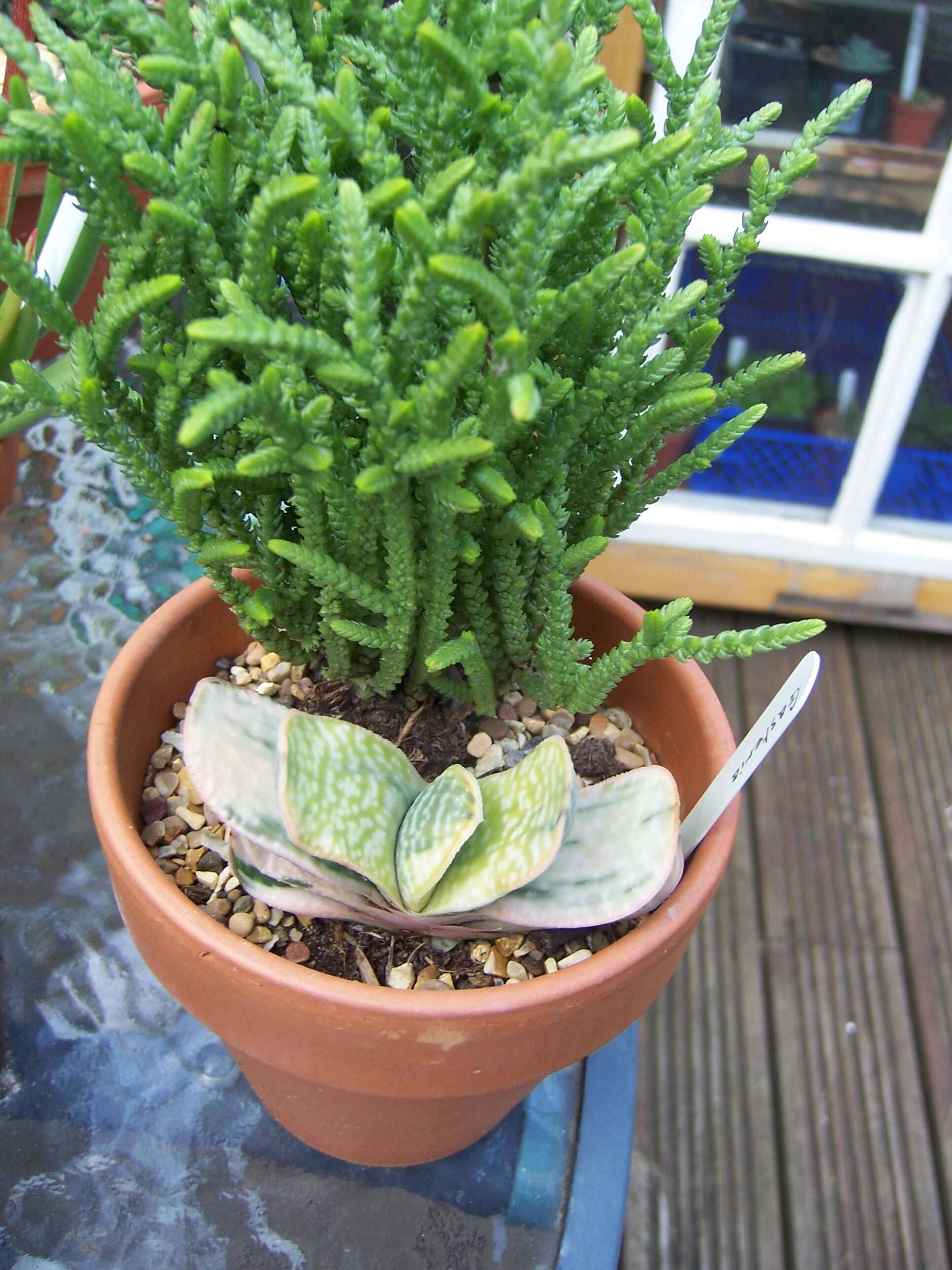 Image of Crassula muscosa L.