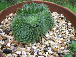 Image of Sempervivum ciliosum Craib