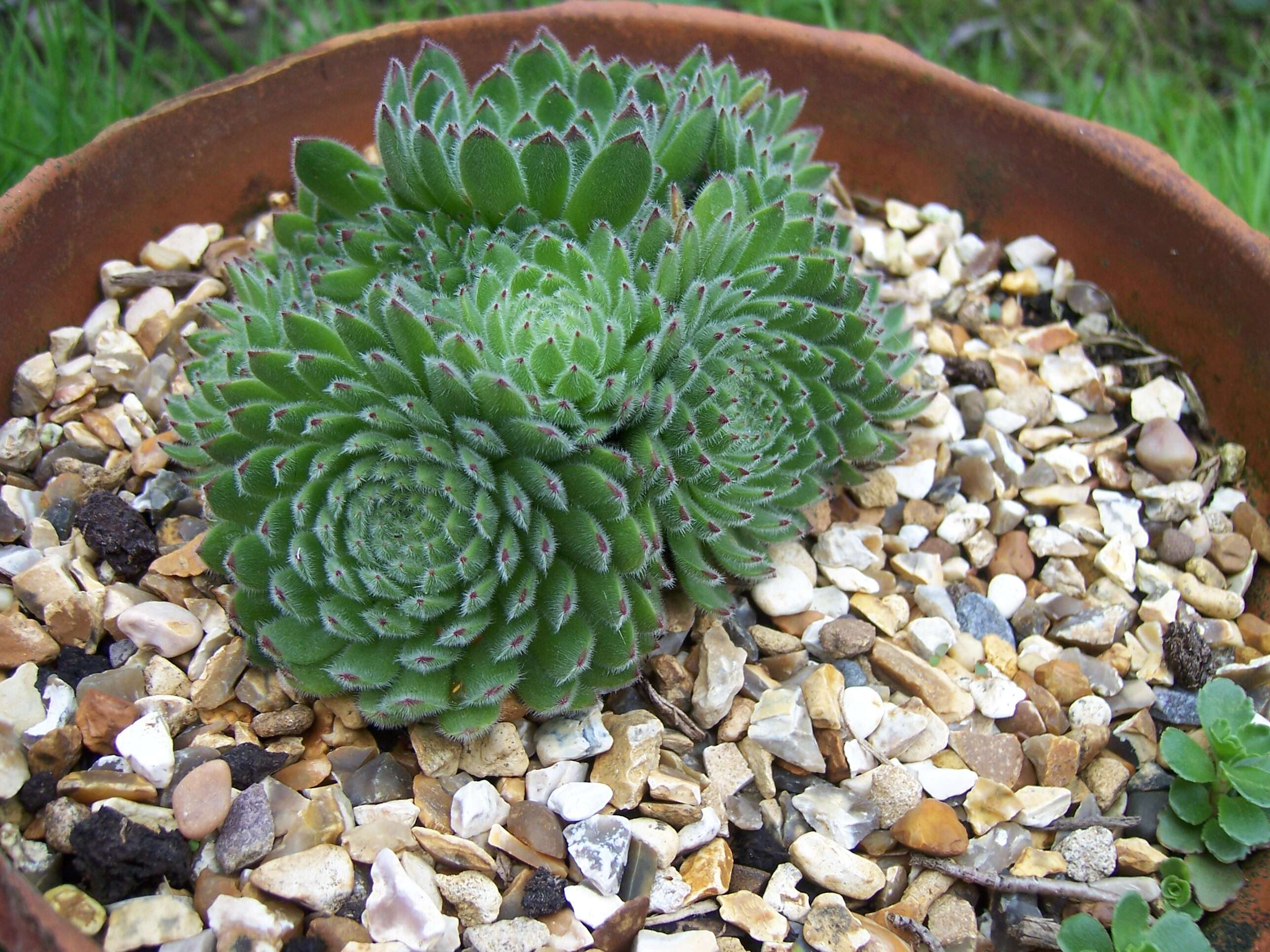 Image of Sempervivum ciliosum Craib