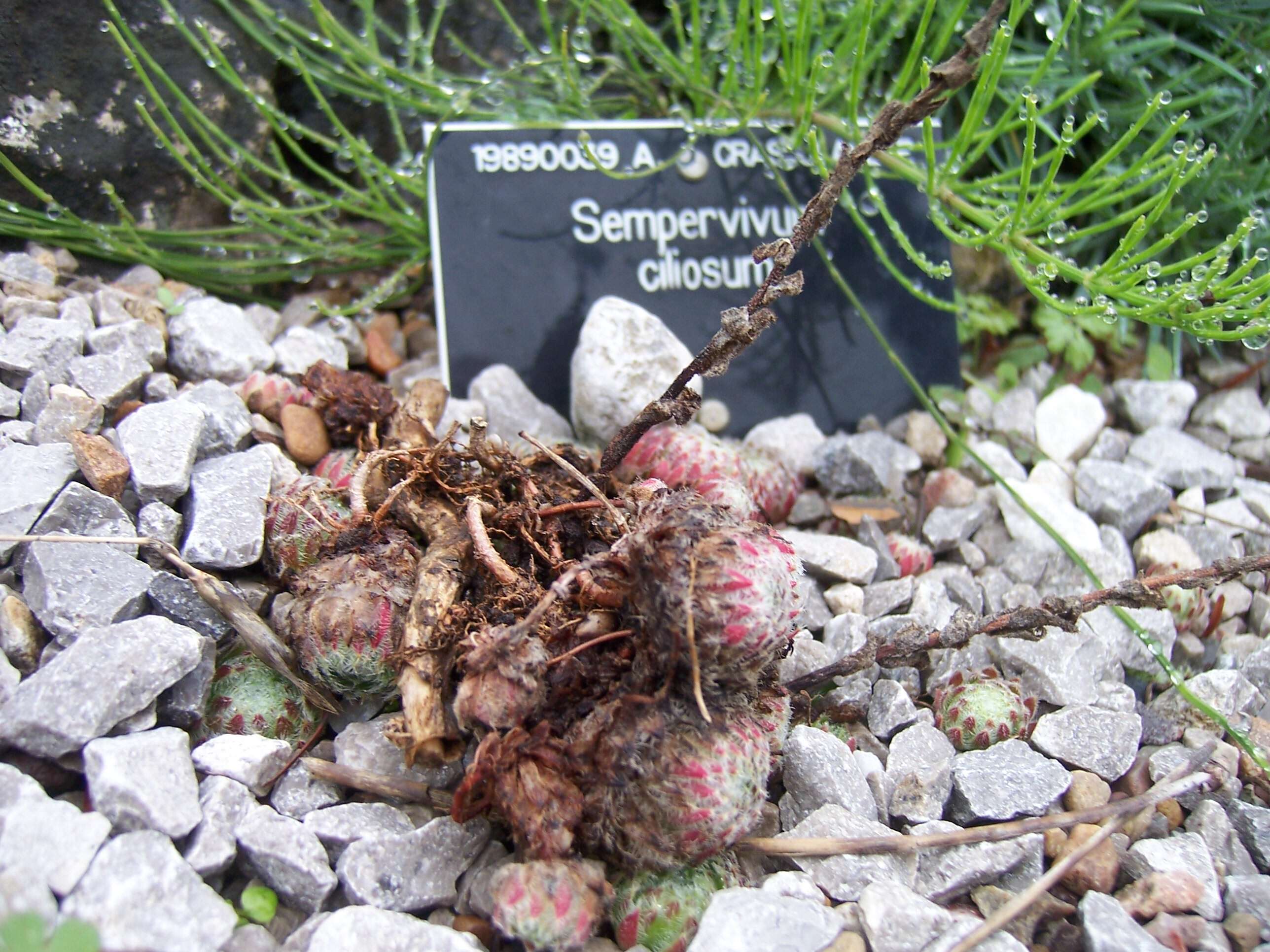 Image of Sempervivum ciliosum Craib