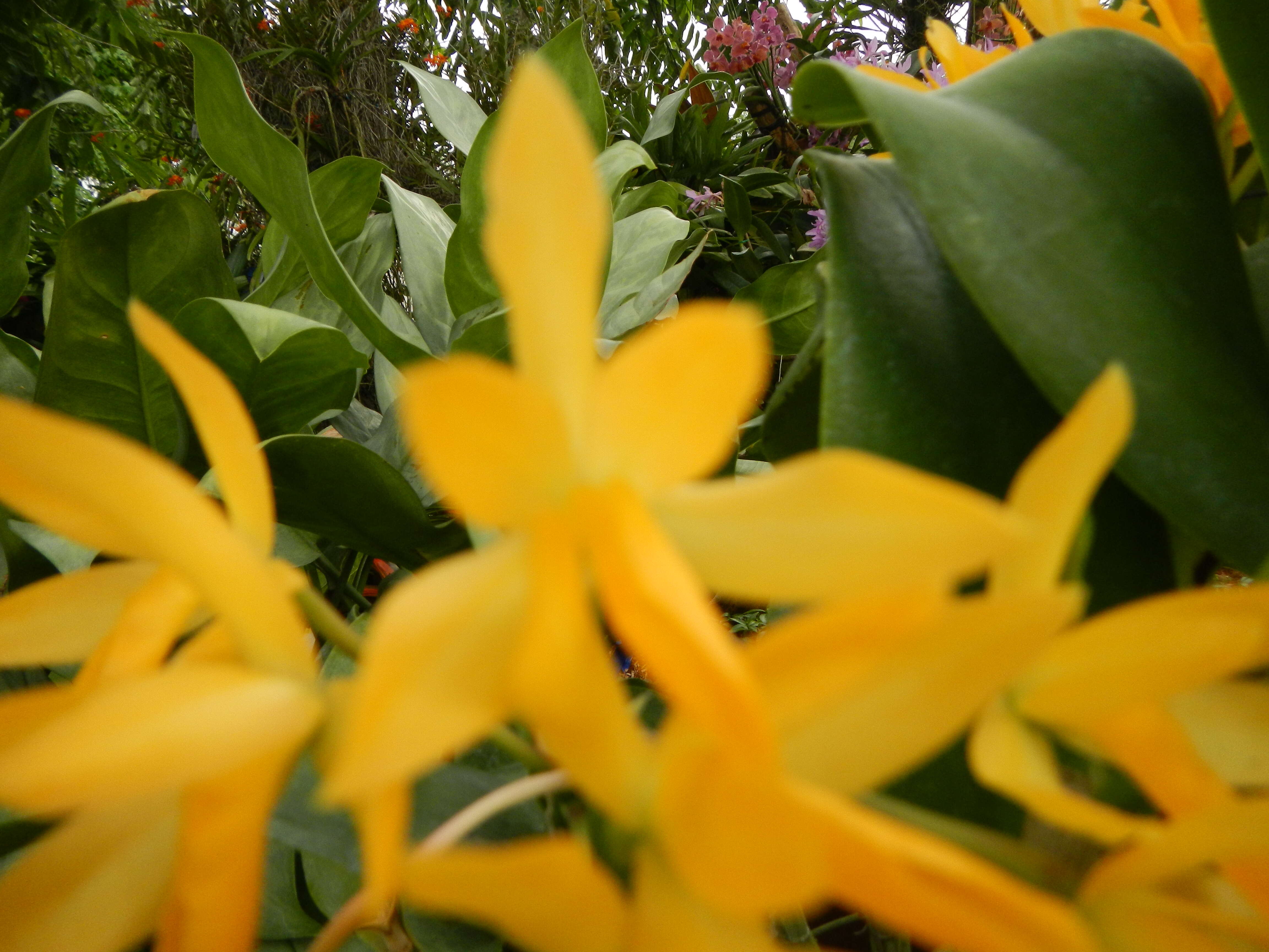 Image of Guarianthe aurantiaca (Bateman ex Lindl.) Dressler & W. E. Higgins