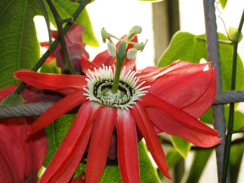 Image of passionflower