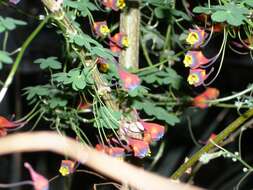 Image of Bolivian Nasturtium