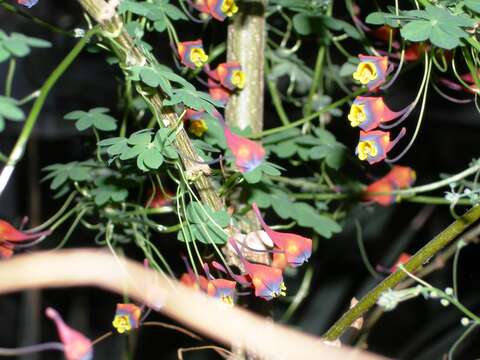 Image of Tropaeolum tricolor Sw.