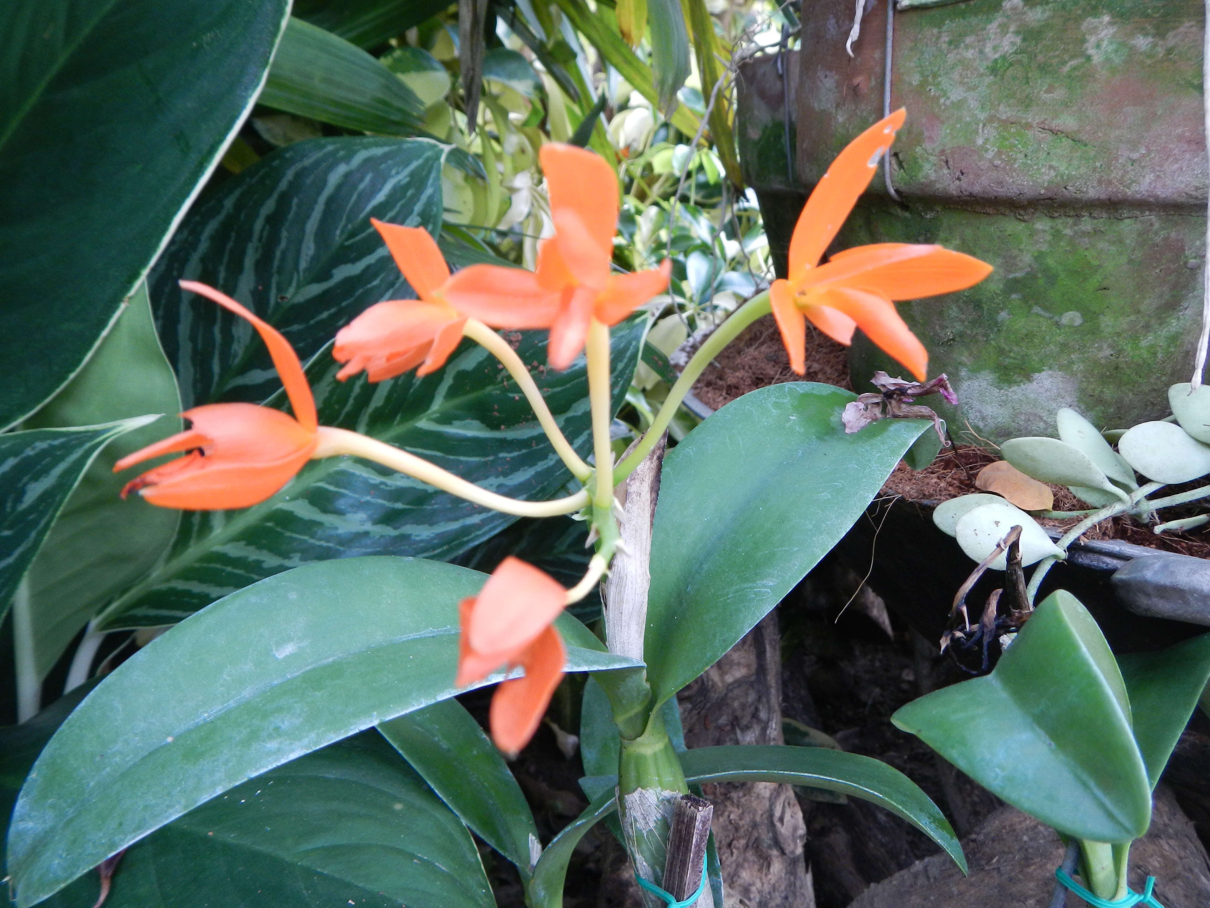 Image of Guarianthe aurantiaca (Bateman ex Lindl.) Dressler & W. E. Higgins