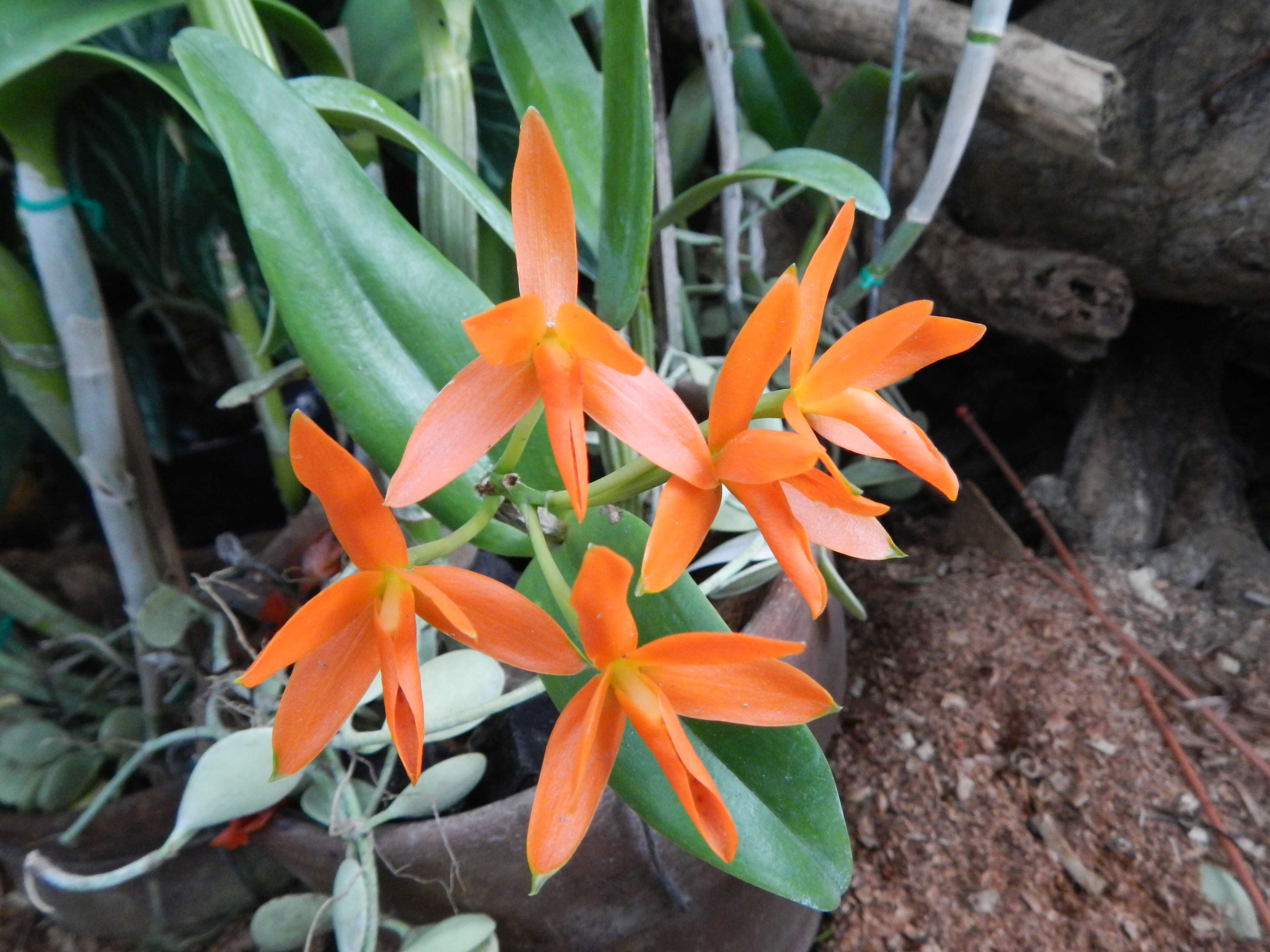 Image of Guarianthe aurantiaca (Bateman ex Lindl.) Dressler & W. E. Higgins