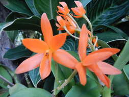 Image of Guarianthe aurantiaca (Bateman ex Lindl.) Dressler & W. E. Higgins