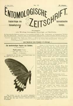 Imagem de Papilio jordani Fruhstorfer 1902