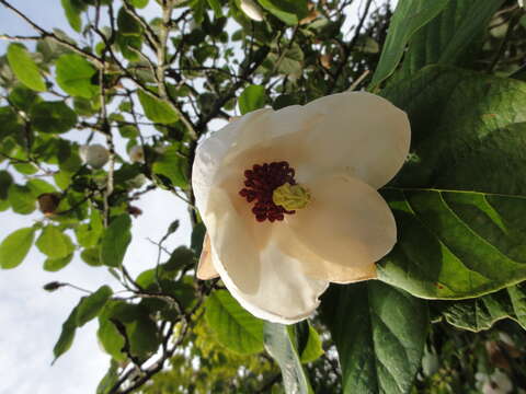 Imagem de Magnolia wilsonii (Finet & Gagnep.) Rehder