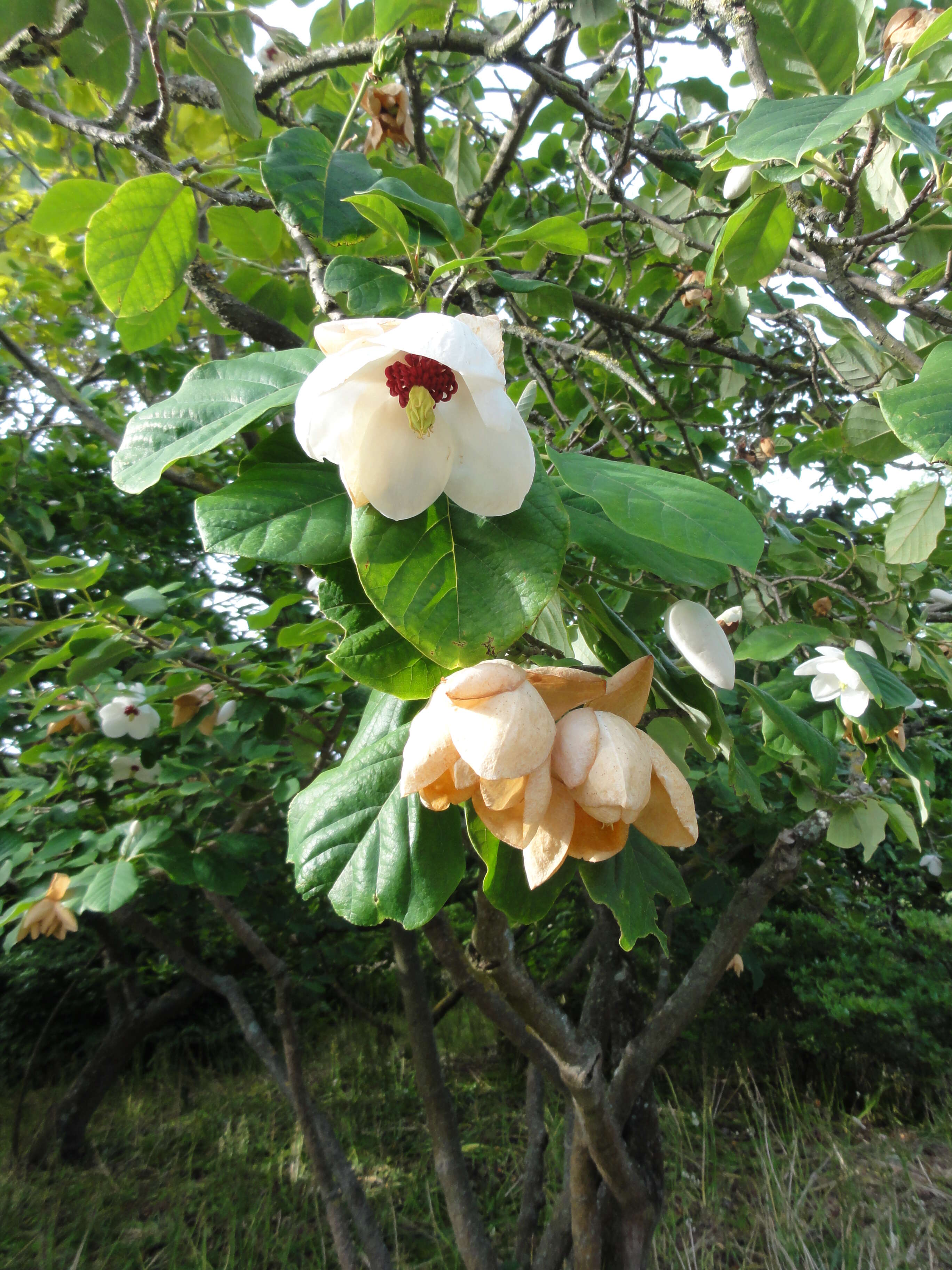 Image of Wilson's magnolia