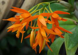 Image of Guarianthe aurantiaca (Bateman ex Lindl.) Dressler & W. E. Higgins