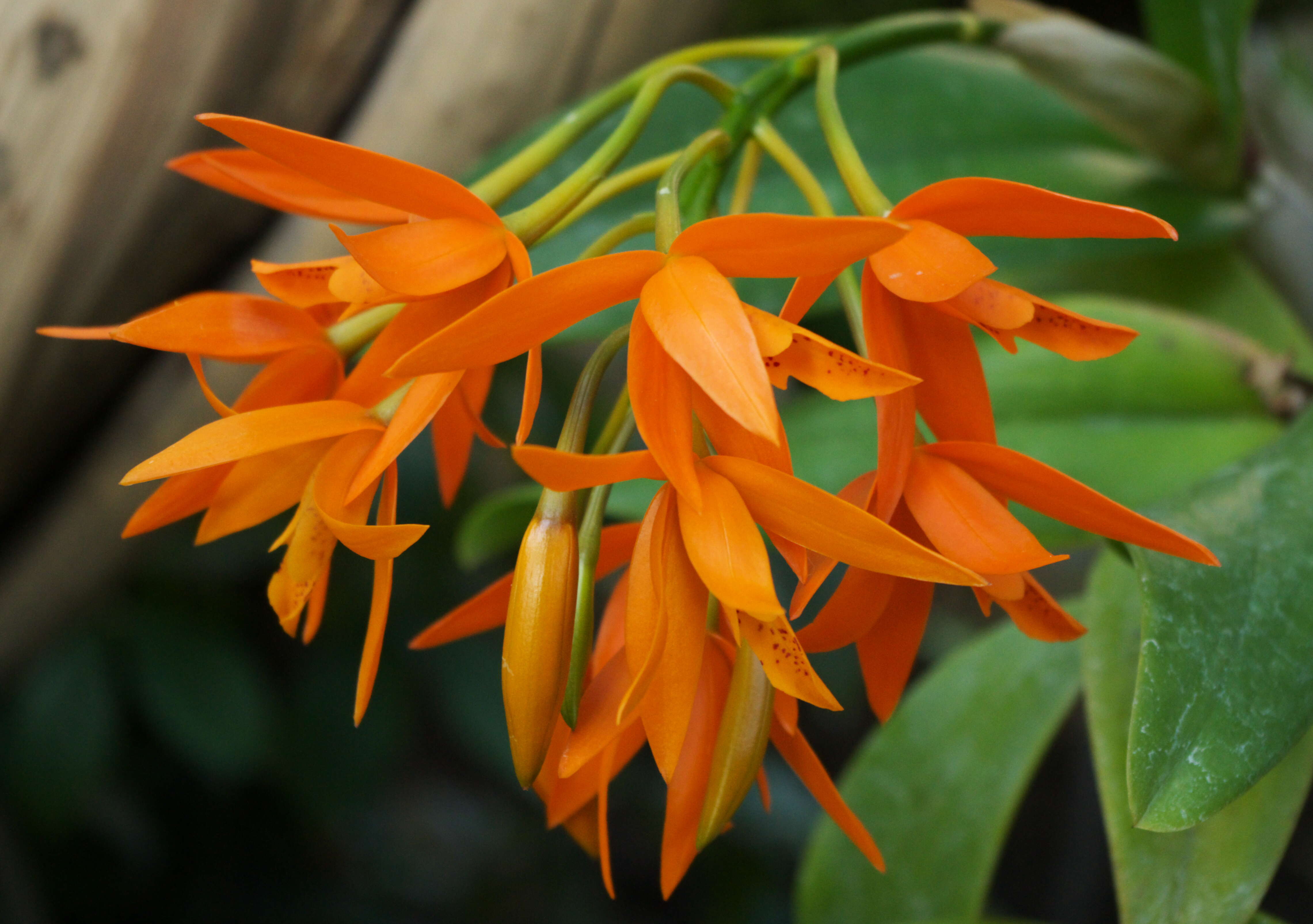 Image of Guarianthe aurantiaca (Bateman ex Lindl.) Dressler & W. E. Higgins